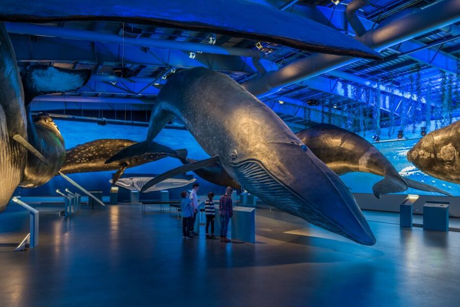 Reykjavik: Whales of Iceland Museum Entrance Ticket - Interactive Exhibits and Underwater Sound: Learning by Doing