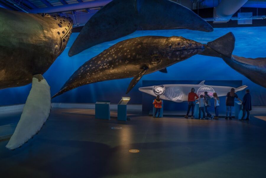 Reykjavik: Whales of Iceland Museum Entrance Ticket - How the Museum Fits Into Your Day, Before or After Whale Watching
