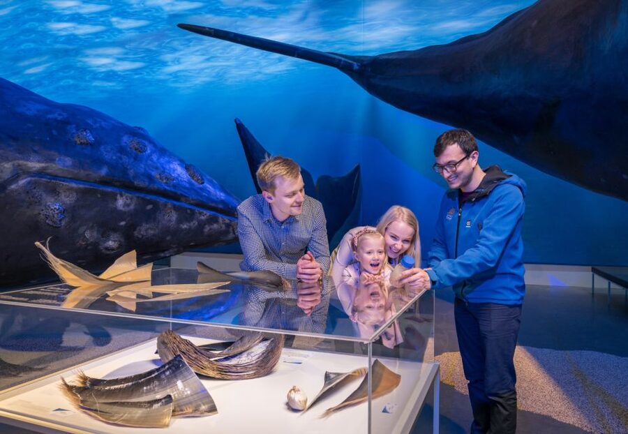 Reykjavik: Whales of Iceland Museum Entrance Ticket - Price and Value: Is $34 Worth It?