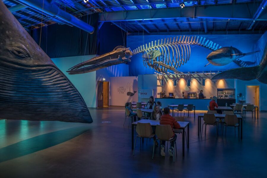 Reykjavik: Whales of Iceland Museum Entrance Ticket - Who Should Book This Ticket (and Who Might Not)