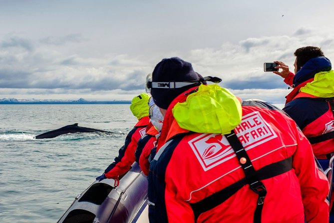RIB Whale Watching Small-Group Boat Tour from Reykjavik - A water-level RIB safari in Reykjavik’s Old Harbour