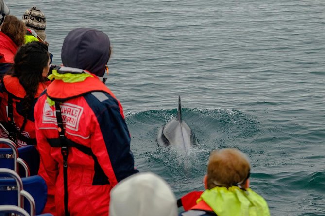 RIB Whale Watching Small-Group Boat Tour from Reykjavik - Stop 2: Puffin islands (Akurey, Engey, or Lundey) in the season