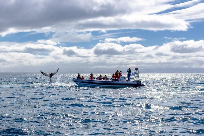 RIB Whale Watching Small-Group Boat Tour from Reykjavik - Stop 3: The long whale safari in Faxaflói Bay
