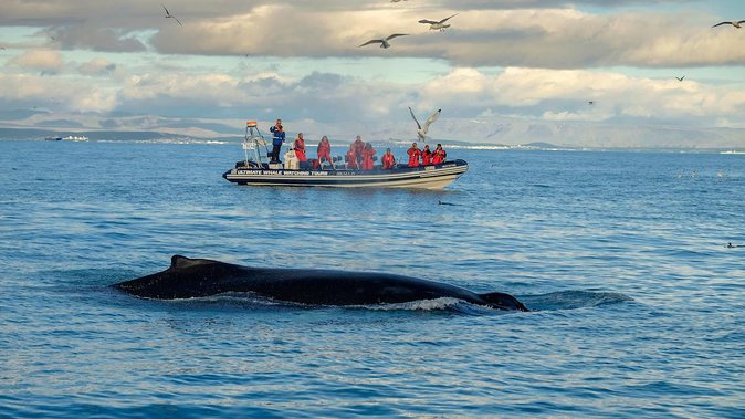RIB Whale Watching Small-Group Boat Tour from Reykjavik - Getting warm and staying safe on an open RIB