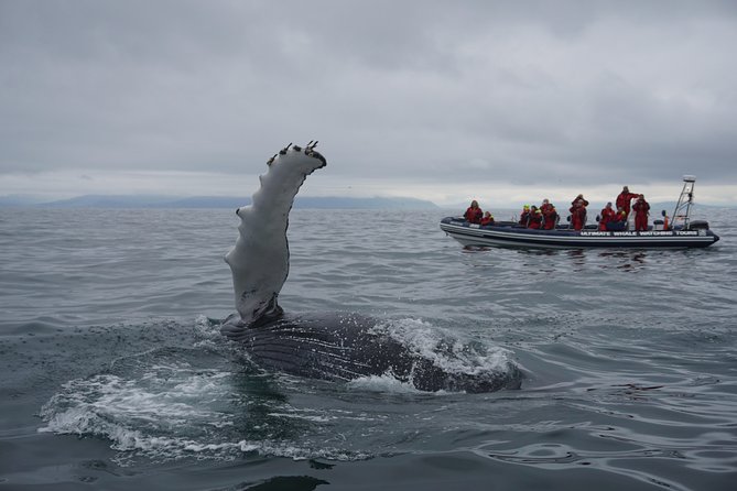 RIB Whale Watching Small-Group Boat Tour from Reykjavik - Stop 1: Puffins and first whale searching near the Old Harbour