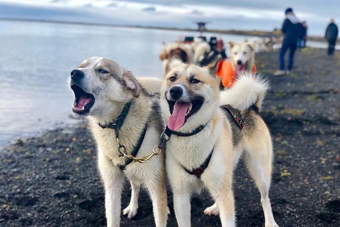 Small Group Husky Sledding Tour from Capital Region - Small group logistics that make the day smoother