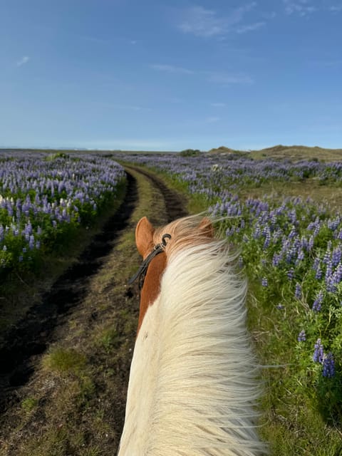 southern Iceland: Black beach riding tour - Who Should Book This Black Beach Ride (and Who Should Skip It)