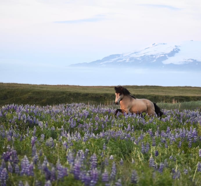 southern Iceland: Black beach riding tour - Why Black Beach Horseback Riding Feels Different in Southern Iceland