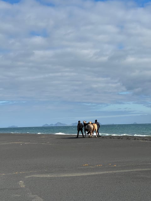 southern Iceland: Black beach riding tour - How Tölt Feels on the Saddle, and What Beginners Should Know