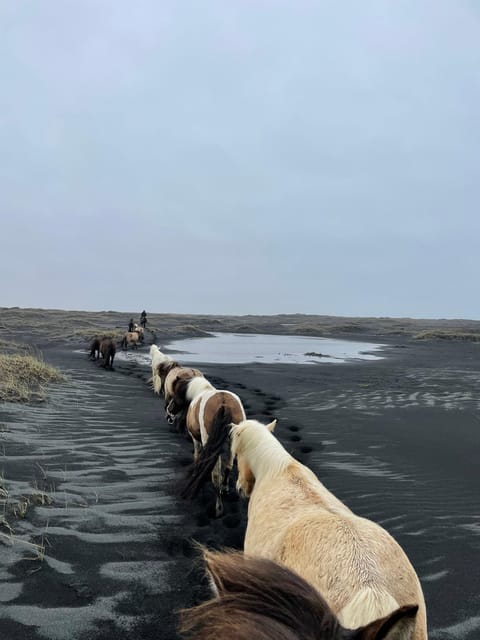 southern Iceland: Black beach riding tour - Price and Value: Is $194 for Two Hours Fair?