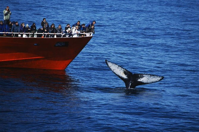 The Original Classic Whale Watching from Reykjavik - Key Highlights You Should Not Miss