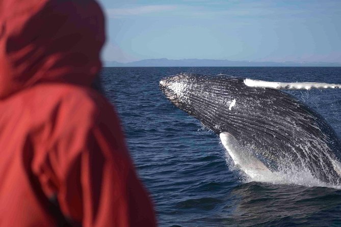 The Original Classic Whale Watching from Reykjavik - Faxaflói Bay Whale Watching in Reykjavik, What You Are Really Paying For