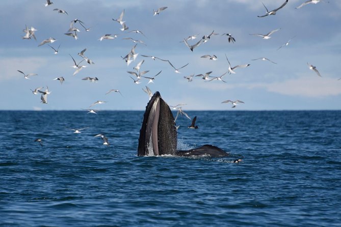 The Original Classic Whale Watching from Reykjavik - How the Cruise Usually Plays Out on the Water