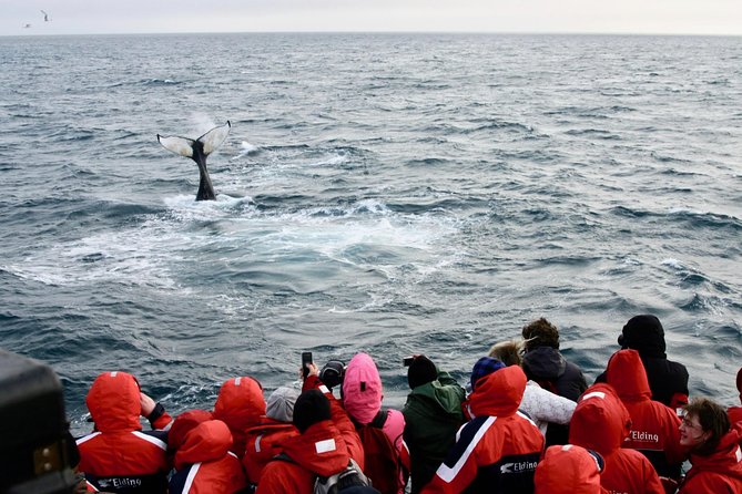 The Original Classic Whale Watching from Reykjavik - The Best Part: Marine-Biology Commentary You Can Actually Use