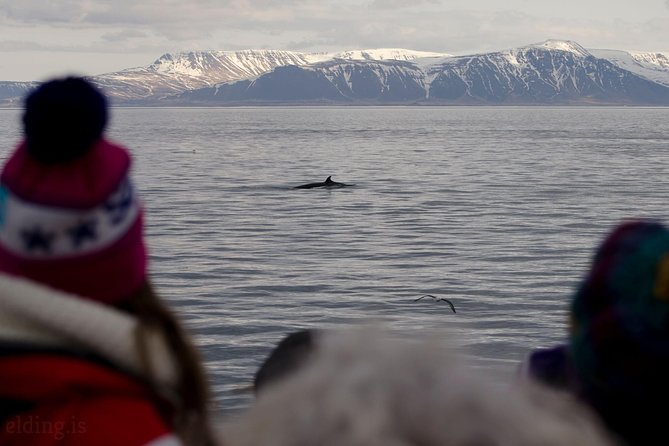 The Original Classic Whale Watching from Reykjavik - Seeing Whales Without the Constant Pursuit Feeling