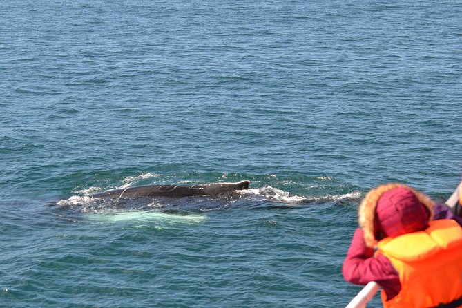 The Original Classic Whale Watching from Reykjavik - Wildlife Beyond Whales, Seals, Dolphins, and Sea Birds