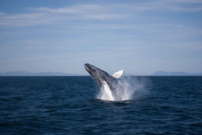 The Original Classic Whale Watching from Reykjavik - Warmth and Comfort: Overalls, Outside Deck Time, and Sea Sickness Help