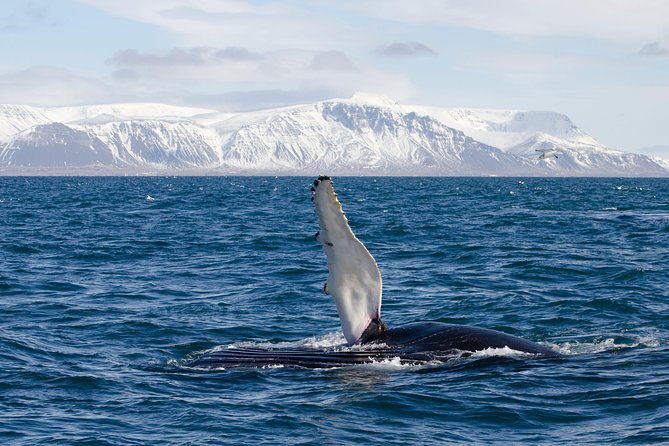 The Original Classic Whale Watching from Reykjavik - The View From Your Seat, and Why Placement Can Matter