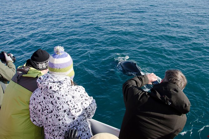 The Original Classic Whale Watching from Reykjavik - Meeting at Ægisgarður 5c, Then Getting Gear Sorted Before You Freeze