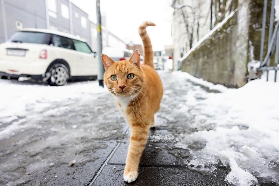 The Private Reykjavik CatWalk - A Special Cat Gift Store Stop: Bringing Home Something Small