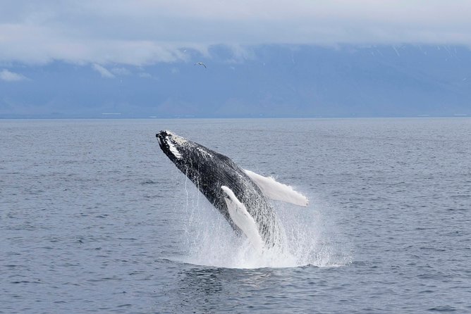 Whale-Watching Boat Tour with Expert Guide from Reykjavik - Old Harbor Start, Two Cruise Lengths, and How to Choose