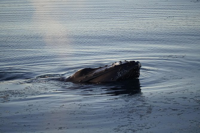 Whale-Watching Boat Tour with Expert Guide from Reykjavik - What You’ll Look For: Dolphins, Minke, Humpback, and Porpoises