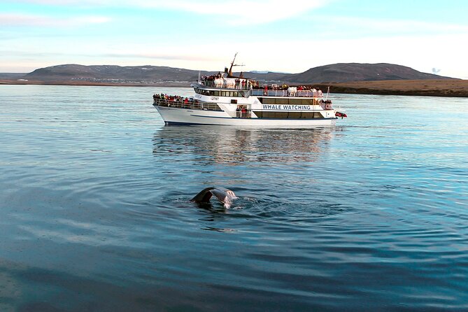 Whale-Watching Boat Tour with Expert Guide from Reykjavik - Onboard Wi-Fi, Photos, and Photo Timing That Doesn’t Stress You Out