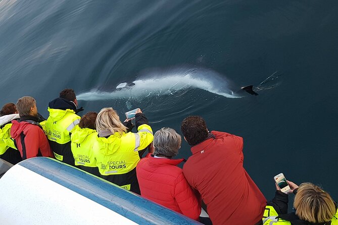 Whale-Watching Boat Tour with Expert Guide from Reykjavik - Value Check: What’s Included and Why It Matters in Iceland