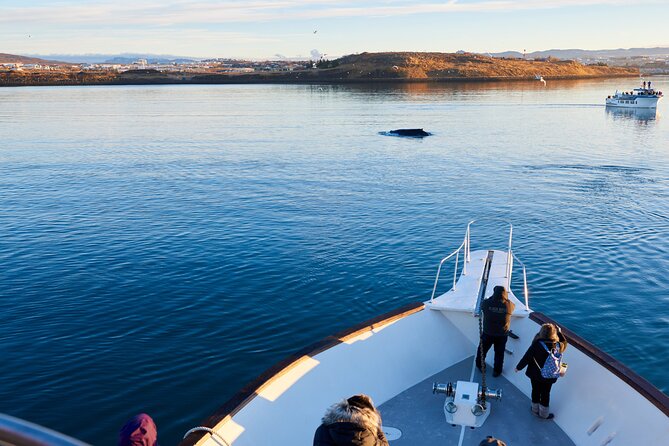 Whale Watching Cruise on a Yacht in Reykjavik - Old Harbour departure and the Harpa viewing moment