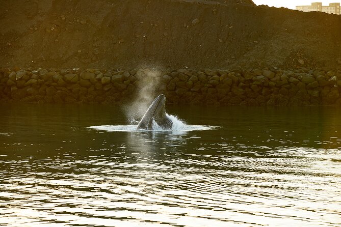 Whale Watching Cruise on a Yacht in Reykjavik - Engey, Lundey, and Viðey: why these island stops matter
