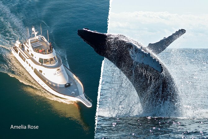 Whale Watching Cruise on a Yacht in Reykjavik - The wildlife guide experience: what the crew does well