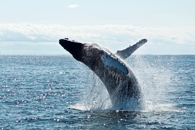 Whale Watching Cruise on a Yacht in Reykjavik - Price and value: is $102 fair for Reykjavik whale watching?