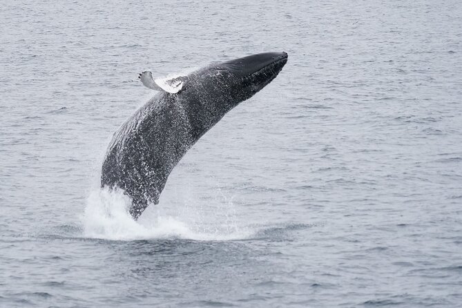 Whale Watching Cruise on a Yacht in Reykjavik - Who this cruise suits best, and who should think twice
