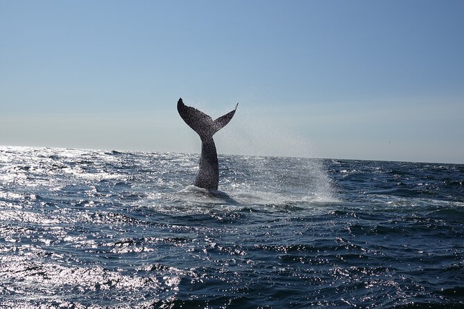 Whale Watching Cruise on a Yacht in Reykjavik - The whale search in Faxaflói Bay, what you should realistically expect