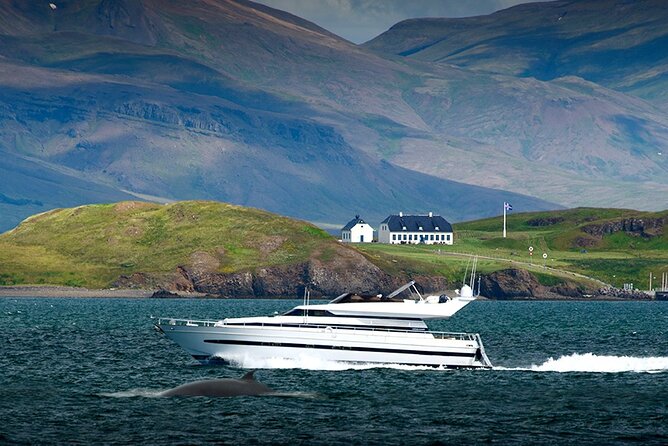 Whale Watching & Dolphin Yacht Cruise - Deck Time: Observation Views, Warmth, and Photo Wi-Fi