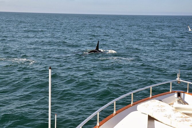 Whale Watching & Dolphin Yacht Cruise - The Onboard Guide Factor, and What You Gain From It