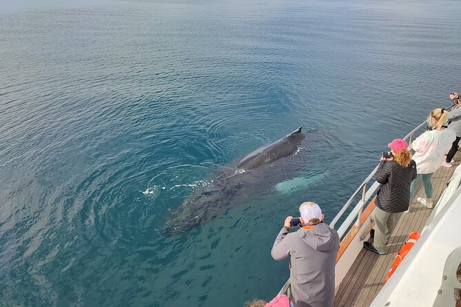 Whale Watching & Dolphin Yacht Cruise - When Seas Get Rough: Motion, Sea Sickness Help, and Timing