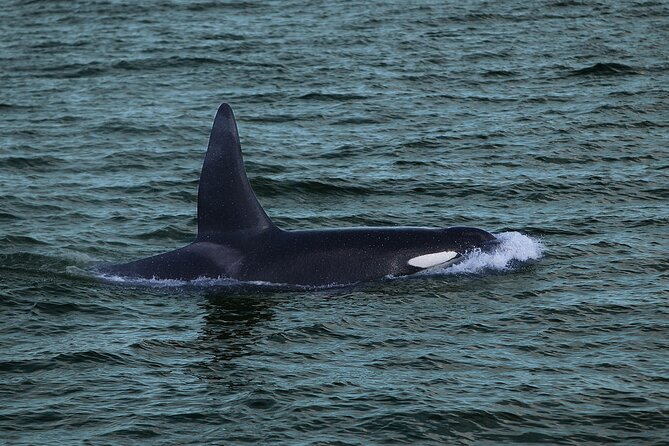Whale Watching & Dolphin Yacht Cruise - Views Along the Way: Reykjavik Landmarks and the Moving Coast