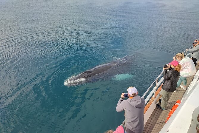 Whale Watching & Dolphin Yacht Cruise - Price and Value: Is $108.61 for 3 Hours Worth It?