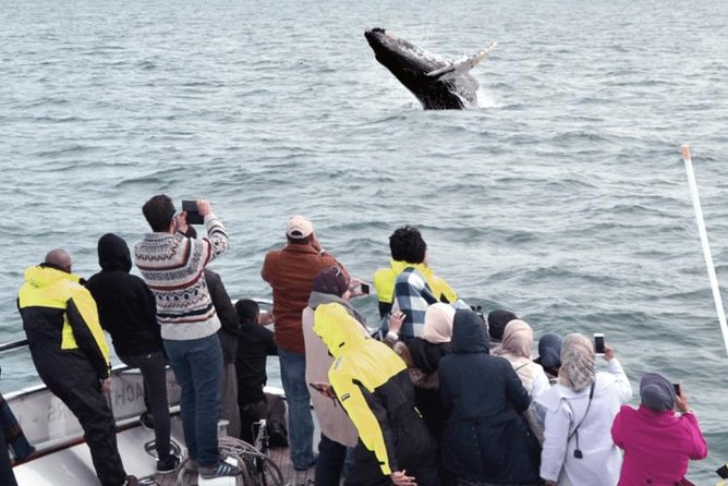 Whale Watching & Dolphin Yacht Cruise - How the Search Works on Faxafloi Bay (Whales, Dolphins, Puffins)