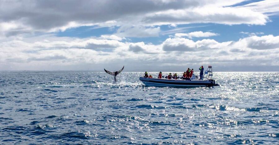 Whale Watching in Reykjavik by Speedboat - Included vs not included: plan your day around the missing pieces