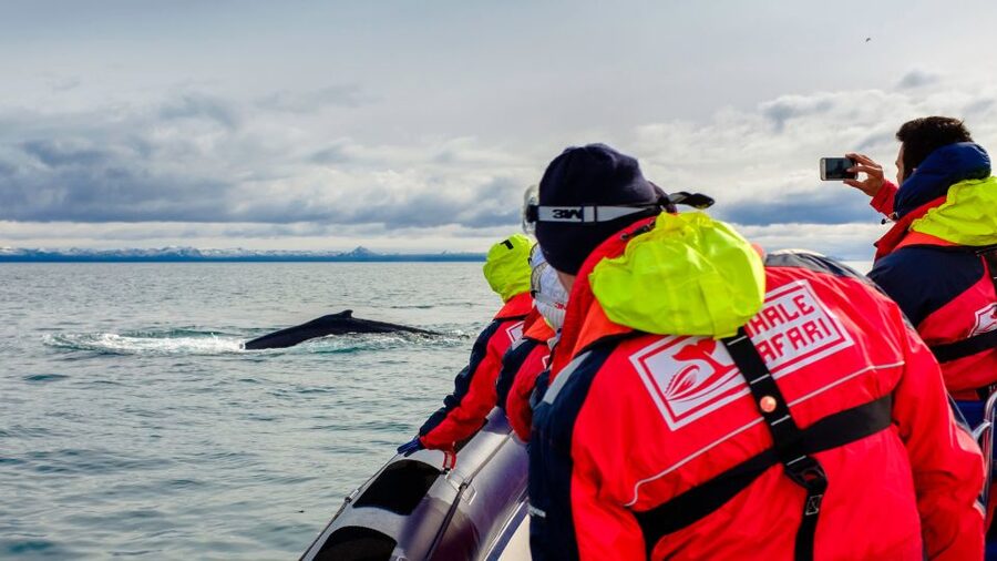 Whale Watching in Reykjavik by Speedboat - What you’re really paying for in a $200 Reykjavik whale-watching speedboat