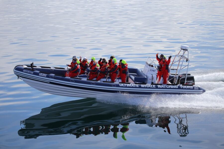 Whale Watching in Reykjavik by Speedboat - The RIB ride out: why the speedboat format helps you spot marine wildlife