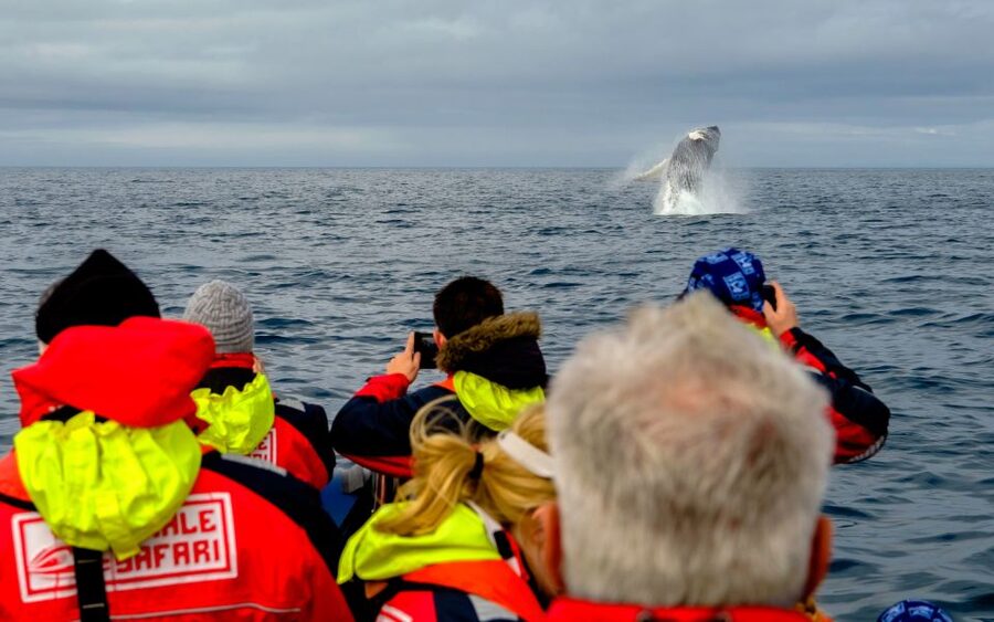 Whale Watching in Reykjavik by Speedboat - Puffins between May and August: the short breeding-ground stop