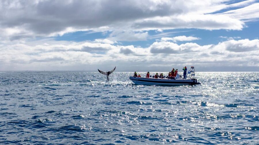Whale Watching in Reykjavik by Speedboat - Comfort, safety, and who this speedboat tour fits best