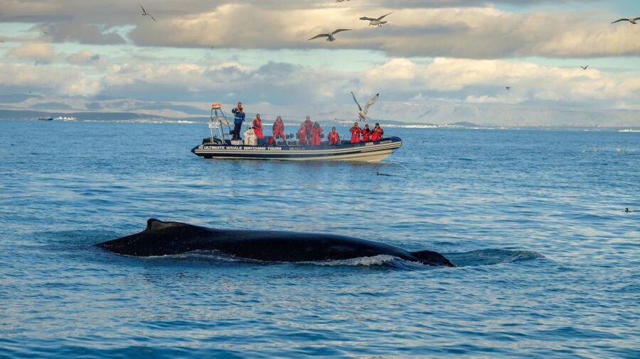 Whale Watching in Reykjavik by Speedboat - Weather reality and your odds of seeing whales