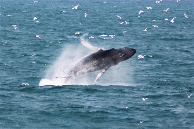 Whale Watching Tour with Professional Guide from Reykjavik - Key points to know before you go