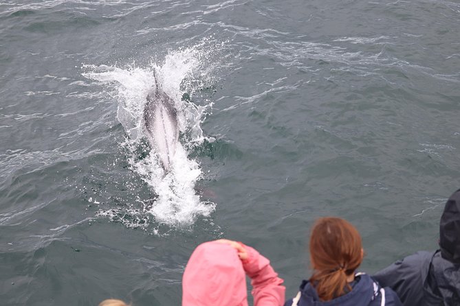 Whale Watching Tour with Professional Guide from Reykjavik - The 3 to 3.5 hour format, and how it feels once you are on the boat