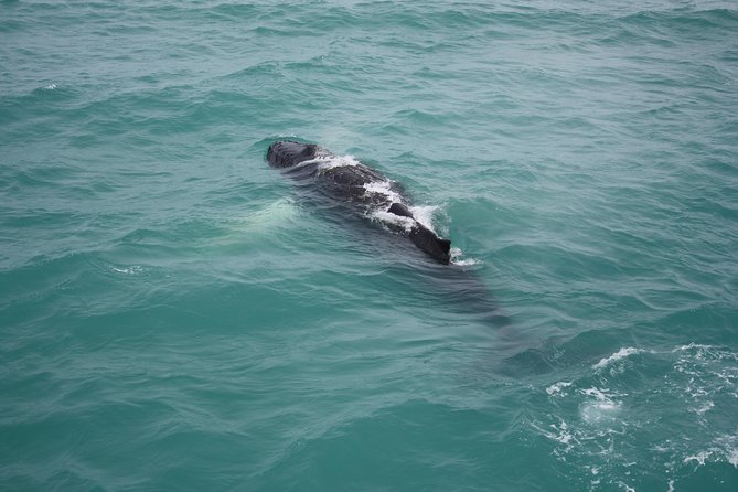 Whale Watching Tour with Professional Guide from Reykjavik - Whale sightings are unpredictable, so plan for the day, not a guarantee