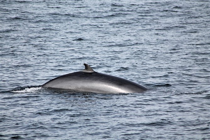 Whale Watching Tour with Professional Guide from Reykjavik - Guides, storytelling, and onboard vibe that makes the cold easier